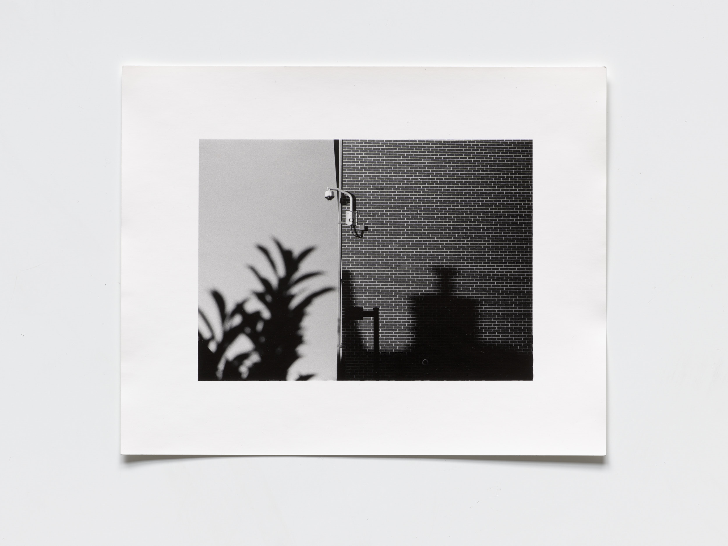 early, plate 03