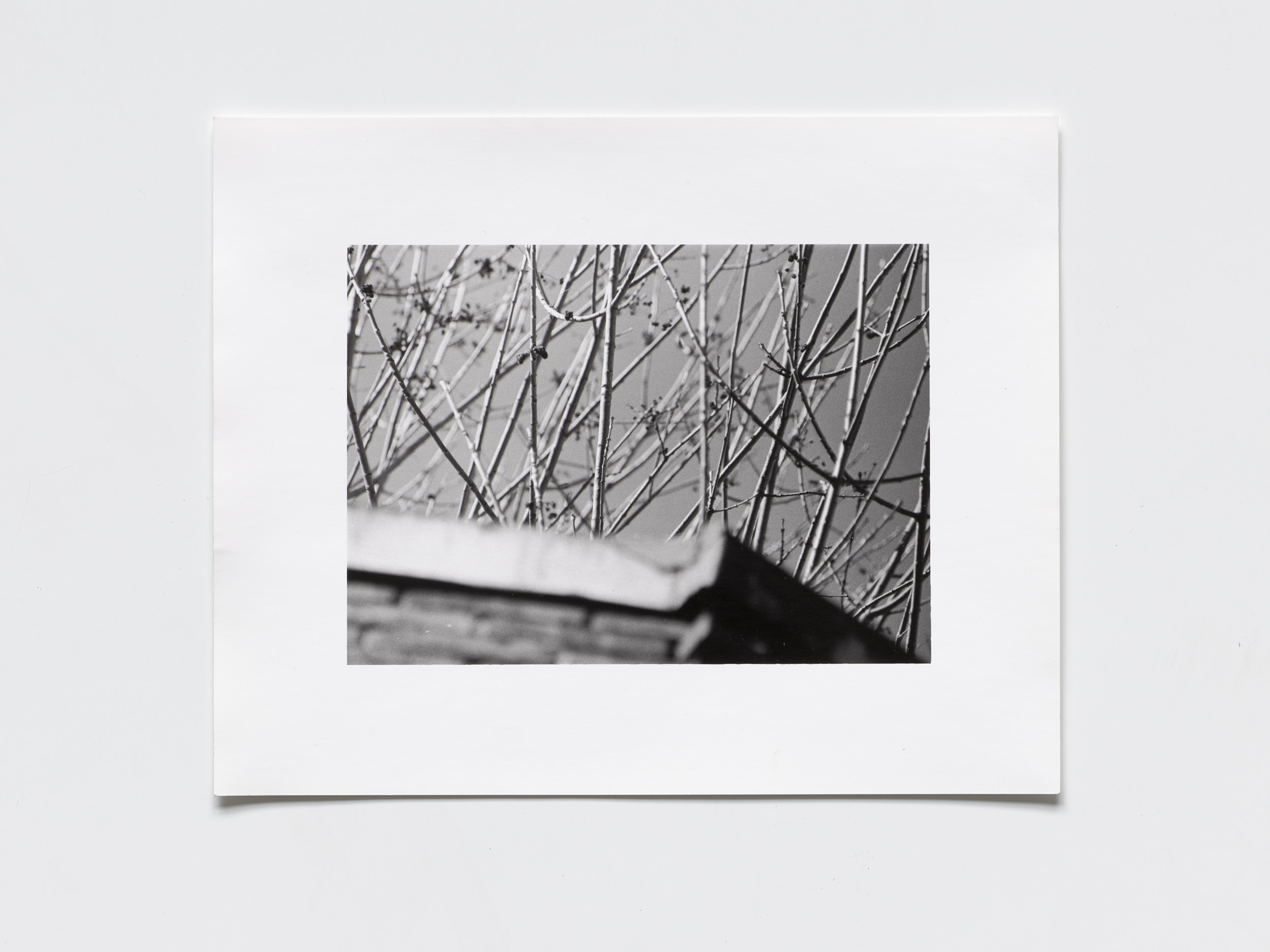 early, plate 01